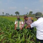 Jaga Hasil Panen Tetap Optimal, Polisi Turun ke Lahan Jagung di Kunjang