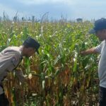 Polisi dan Petani Bersinergi, Bangun Ketahanan Pangan Berkelanjutan di Kediri