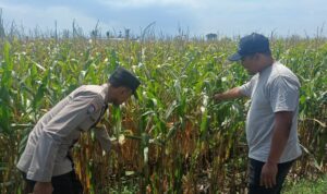 Polisi dan Petani Bersinergi, Bangun Ketahanan Pangan Berkelanjutan di Kediri