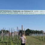 Budidaya Uwi Ungu Polres Kediri Terus Berkembang Dukung Ketahanan Pangan Lokal