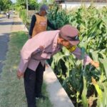 Sambangi Lahan Pertanian, Bhabinkamtibmas Desa Blimbing Berikan Motivasi kepada Petani