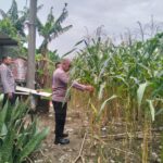 Sambang Petani, Kapolsek Kemlagi Cek Lahan Jagung Dukung Program Ketahanan Pangan