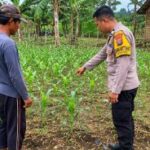 Polresta Sidoarjo Gelorakan Swasembada Pangan Dampingi Warga Tani Kelola Jagung