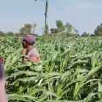 Menyemai Harapan di Ladang Blimbing: Langkah Polsek Tarokan Kawal Swasembada Pangan