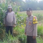 Sambut Hari Bhayangkara ke-80, Bhabinkamtibmas Polsek Tarokan Cek Lahan Jagung dan Edukasi Petani di Desa Tarokan untuk Dukung Ketahanan Pangan