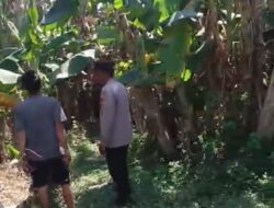 Bhabinkamtibmas Polsek Rembang Pantau Lahan Pisang Cavendish Dukung Program Ketahanan Pangan Nasional