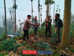 Polsek Tosari Dampingi Petani Bawang, Wujudkan Ketahanan Pangan di Lereng Bromo