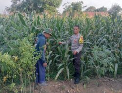 Bhabinkamtibmas Polsek Pasrepan Pantau Tanaman Jagung, Dukung Asta Cita Presiden di Bidang Ketahanan Pangan
