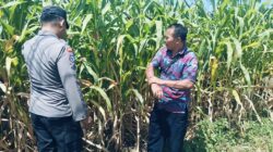 Bhabinkamtibmas Polsek Sukorejo Dorong Petani Optimalkan Lahan Produktif
