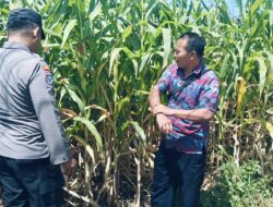 Bhabinkamtibmas Polsek Sukorejo Dorong Petani Optimalkan Lahan Produktif