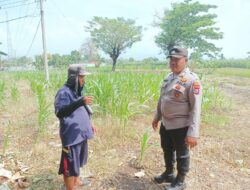 Bhabinkamtibmas Polsek Sukorejo Dorong Ketahanan Pangan Melalui Pemantauan Tanaman Jagung di Desa Lecari