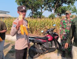 Panen Jagung Bantuan Pemerintah di Sambisirah Kenalkan Modernisasi Pertanian