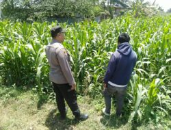 Bhabinkamtibmas Sukorejo Pantau Pertumbuhan Tanaman Jagung, Dukung Program Ketahanan Pangan